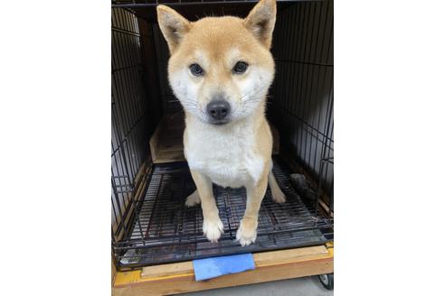 販売中の豆柴の親犬