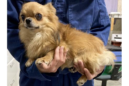 販売中のチワワ(ロングコート)の親犬