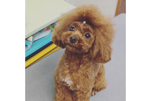 販売中のタイニープードルの親犬