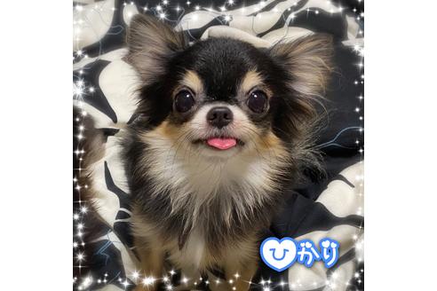 販売中のチワワ(ロングコート)の親犬
