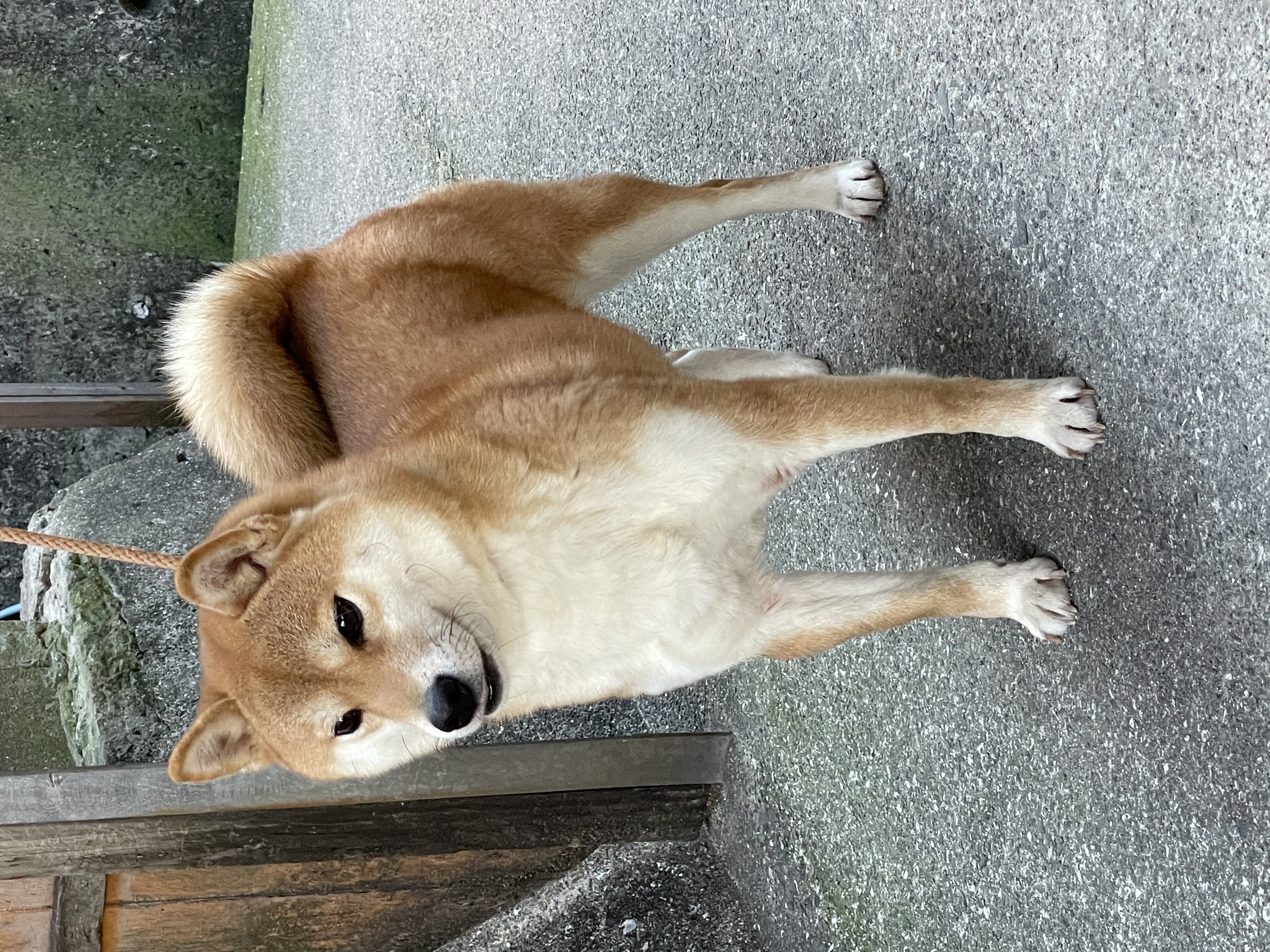 石岡ブリーダー