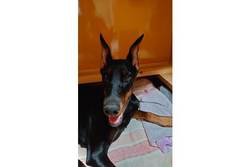 販売中のドーベルマンの親犬