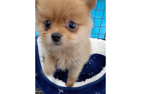 愛媛県でポメラニアンの子犬を探す ブリーダーナビ 愛媛県でポメラニアンの子犬を探す ブリーダーナビ