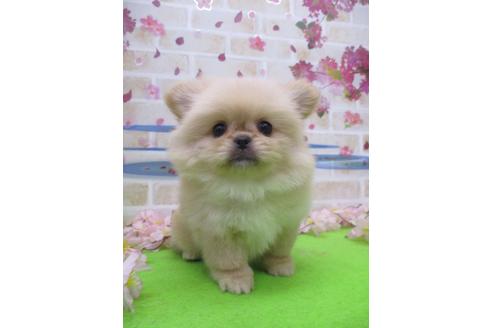 鳥取県のミックス犬 女の子 21 03 11生まれ 可愛いペキポメ兄妹誕生 子犬id ブリーダーナビ