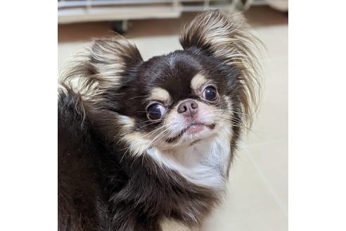 販売中のチワワ(ロングコート)の親犬