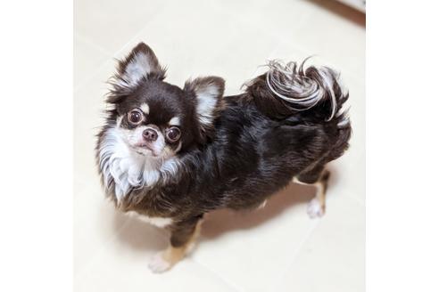 販売中のチワワ(ロングコート)の親犬
