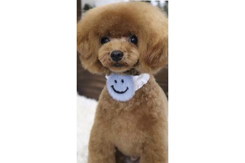 販売中のトイプードルの親犬