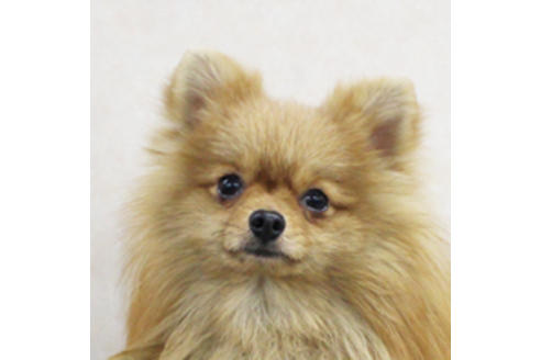 販売中のポメラニアンの親犬