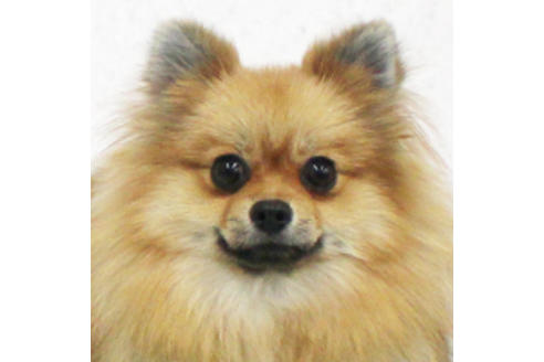 販売中のポメラニアンの親犬