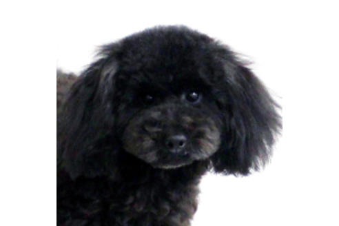 販売中のトイプードルの親犬