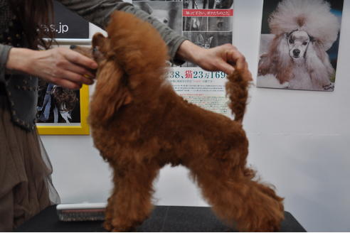 販売中のタイニープードルの親犬
