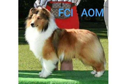 販売中のシェットランドシープドッグ(シェルティ)の親犬