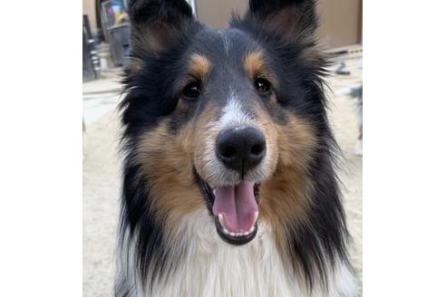 販売中のシェットランドシープドッグ(シェルティ)の親犬