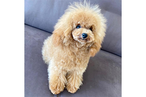 販売中のタイニープードルの親犬