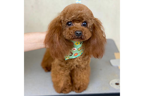 販売中のタイニープードルの親犬