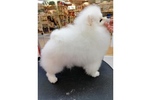 販売中のポメラニアンの親犬