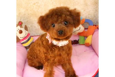 販売中のトイプードルの親犬