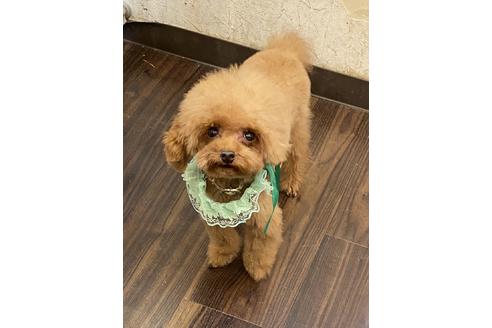 販売中のトイプードルの親犬