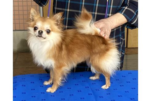 販売中のチワワ(ロングコート)の親犬