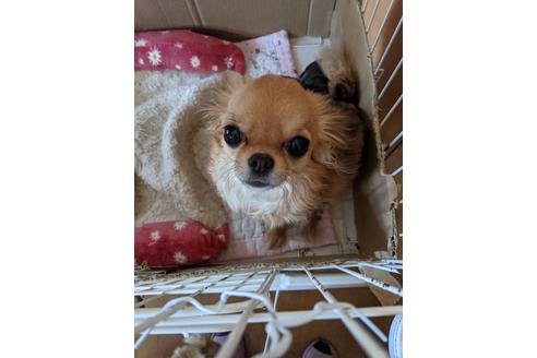 販売中のチワワ(ロングコート)の親犬