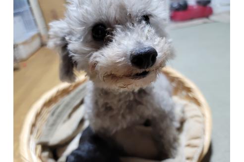 販売中のトイプードルの親犬