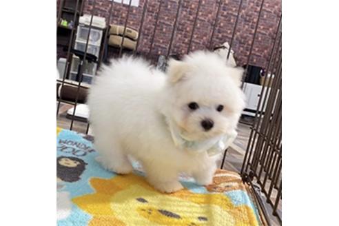 香川県のミックス ポメマル ポメラニアン マルチーズ 男の子 21 02 15生まれ 綿あめのようなmix ポメマルくん 子犬id ブリーダーナビ 香川県のミックス ポメマル ポメラニアン マルチーズ 男の子 21 02 15生まれ 綿あめのようなmix ポメマルくん 子犬id ブリーダーナビ
