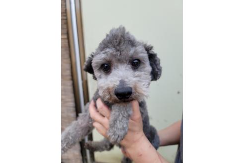 販売中のトイプードルの親犬