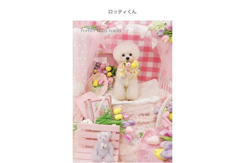 販売中のティーカッププードルの親犬
