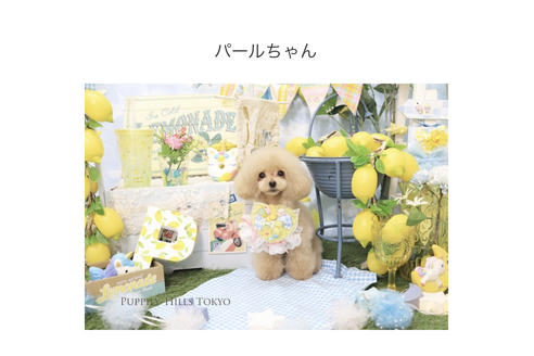 販売中のティーカッププードルの親犬