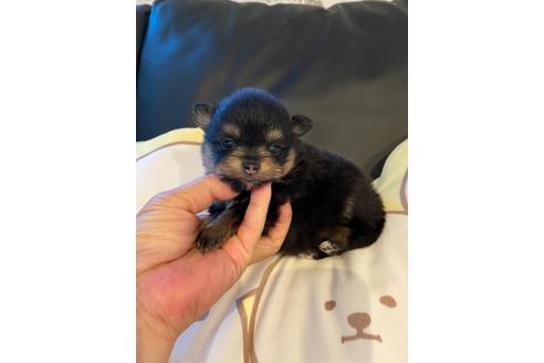 チャウチャウの子犬を探す ブリーダーナビ チャウチャウの子犬を探す ブリーダーナビ