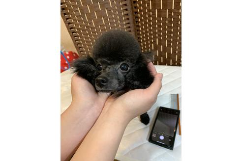 販売中のティーカッププードルの親犬