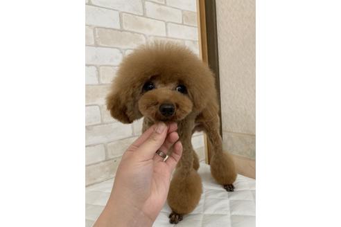 販売中のティーカッププードルの親犬