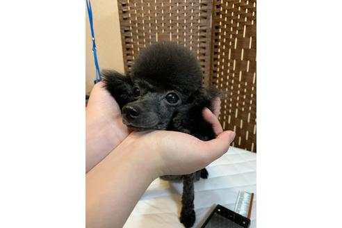 販売中のティーカッププードルの親犬