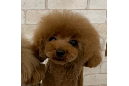 販売中のティーカッププードルの親犬