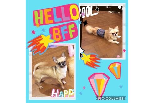 販売中のチワワ(スムースコート)の親犬