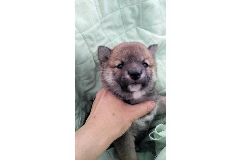 宮崎県で柴犬の子犬を探す ブリーダーナビ