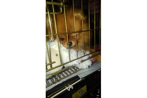 販売中のポメラニアンの親犬