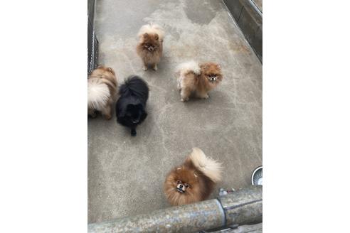 販売中のポメラニアンの親犬