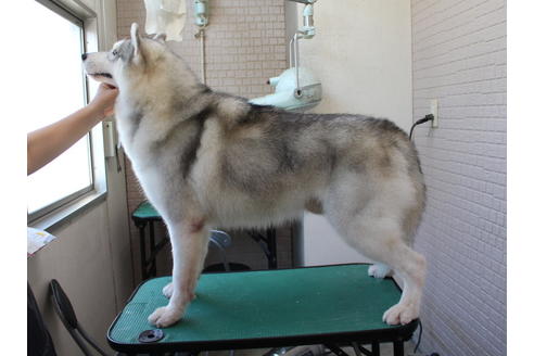 販売中のシベリアンハスキーの親犬
