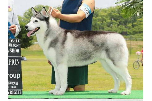 販売中のシベリアンハスキーの親犬