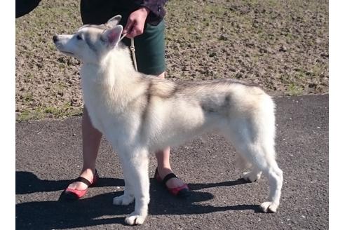 販売中のシベリアンハスキーの親犬