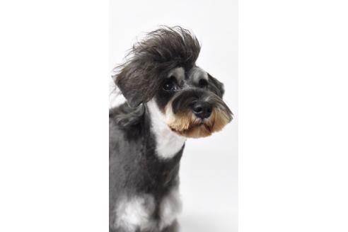 販売中のミニチュアシュナウザーの親犬
