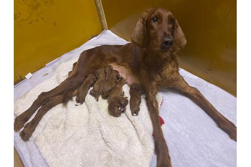 関東でアイリッシュセッターの子犬を探す ブリーダーナビ