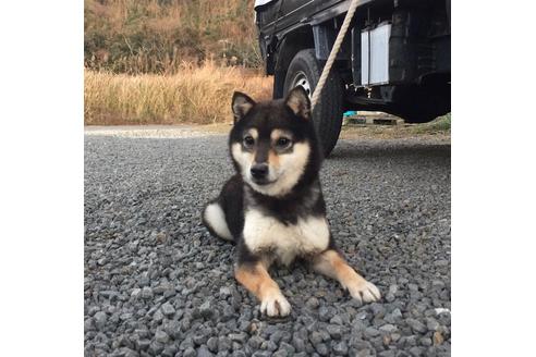 販売中の豆柴の親犬