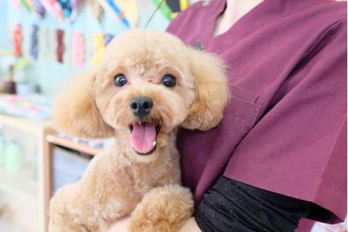 販売中のトイプードルの親犬