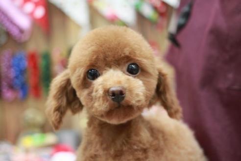 販売中のトイプードルの親犬