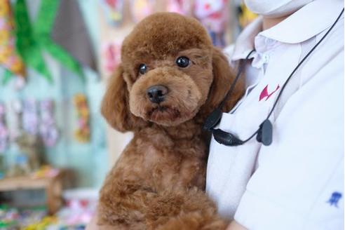 販売中のトイプードルの親犬