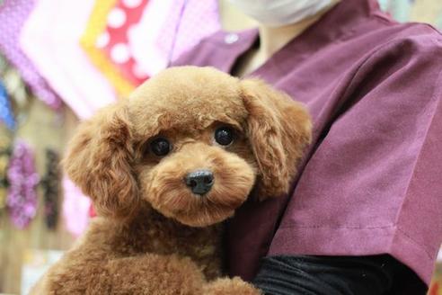 販売中のトイプードルの親犬