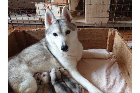 販売中のシベリアンハスキーの親犬