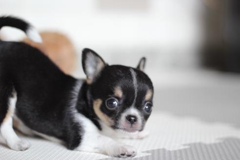 スムースコートチワワの子犬を探す ブリーダーナビ スムースコートチワワの子犬を探す ブリーダーナビ